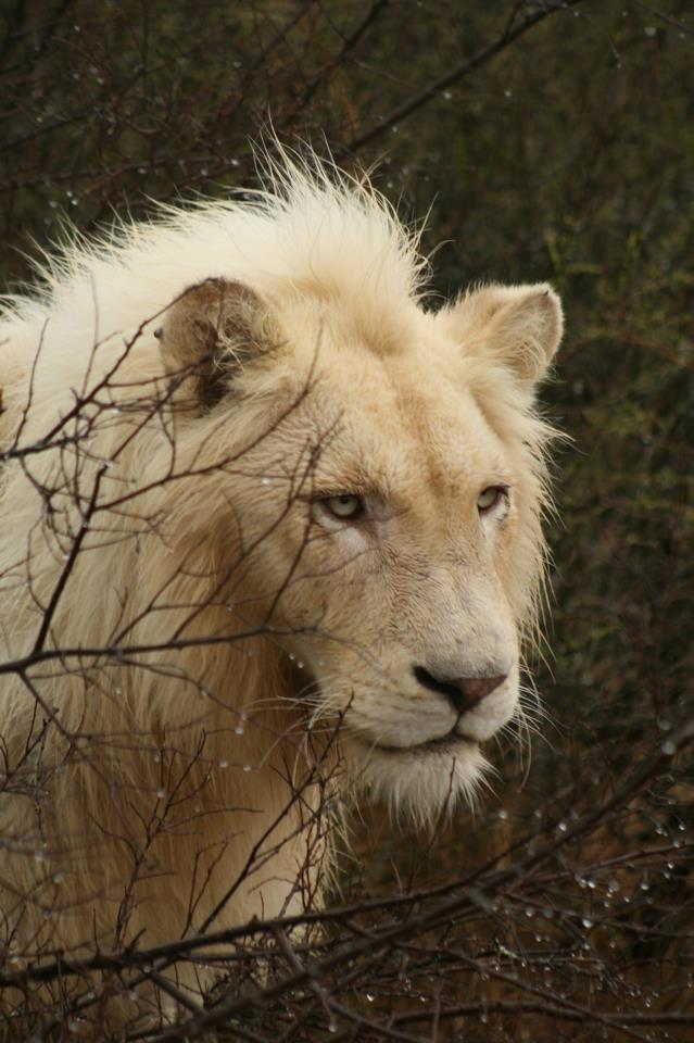 TAO Stiftung setzt sich für die weiße Löwen ein