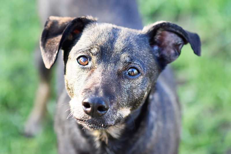 TAO Stiftung und Tierheim Berlin: Chico