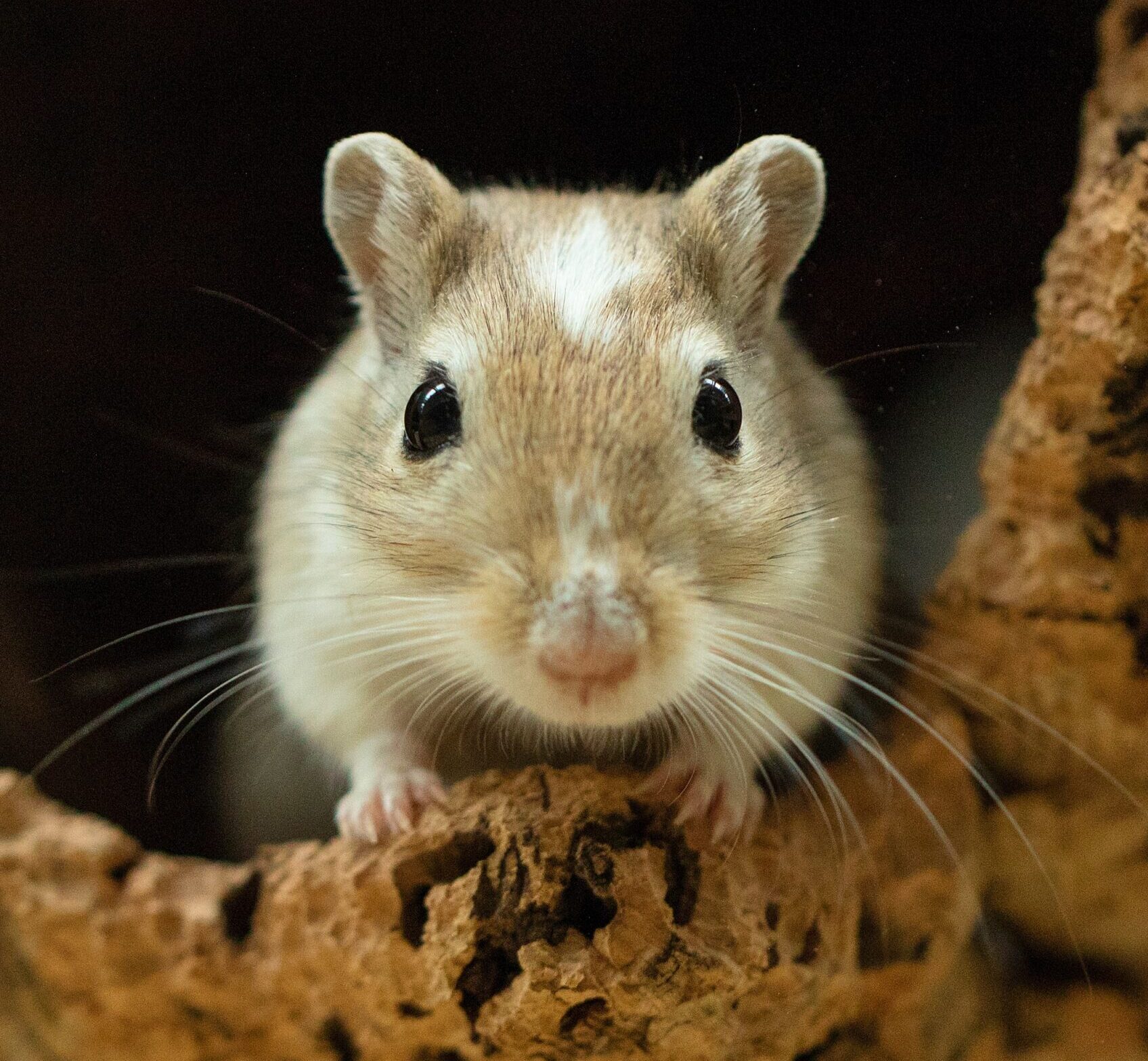 Berlin Tierheim gefördert von TAO Stiftung (Hanni)