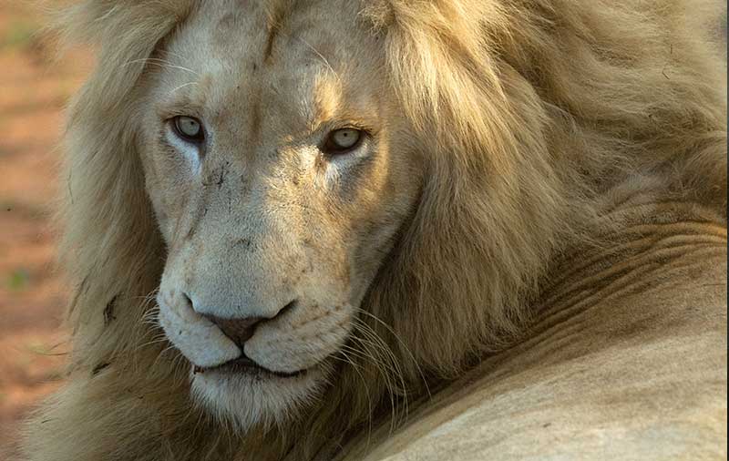 TAO Stiftung hilft Löwen in Afrika