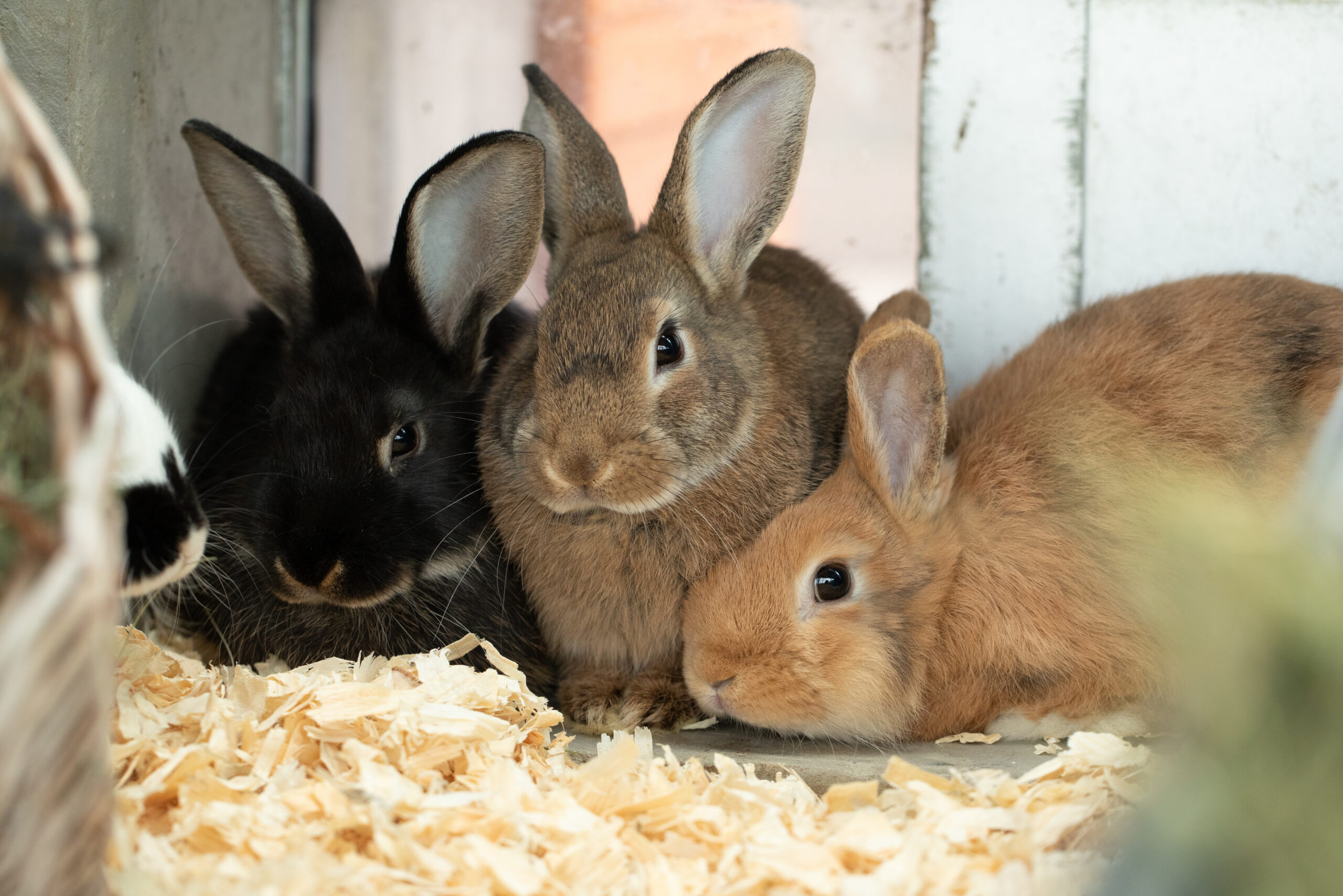 TAO Stiftung fördert Tierheim Berlin: Nanni, Agatha und Lomo