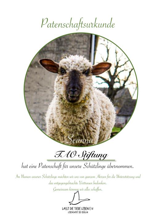 Lebenshöfe bei Berlin animal sponsorship - TAO Foundation - Sheep Seanna