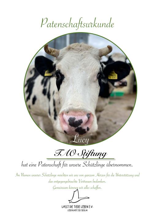 TAO Stiftung übernimmt Tierpatenschaft für Kuh Lucy