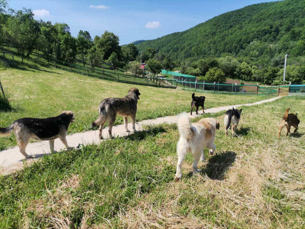 Lands of dogs - Tierheim in Bosnien Herzegowina