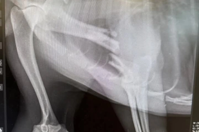 TAO Förderung Paws of Bačka Palanka – Straßenhunde in Serbien