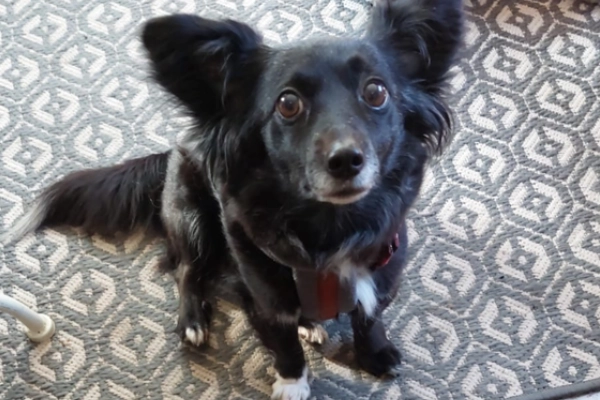 Unterstützung der IFPE-Tagung 2025 - Pflanzenbasierte Ernährung Neues Zuhause für Hund dank Bestbuddies-Projekt