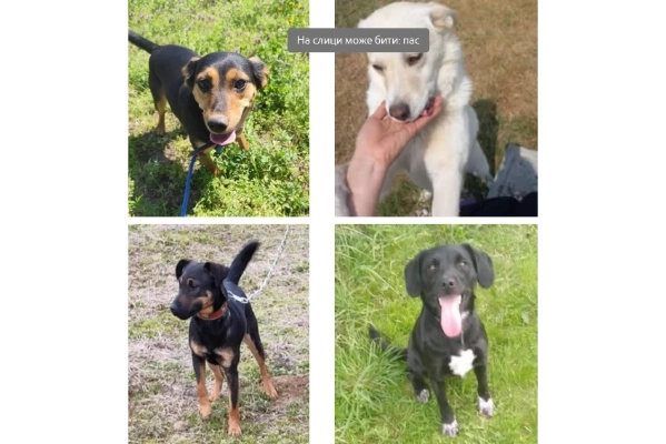 Unterstützung für Paws of Bačka Palanka - Strassenhunde in Serbien Unterstützung für Paws of Bačka Palanka - Strassenhunde in Serbien