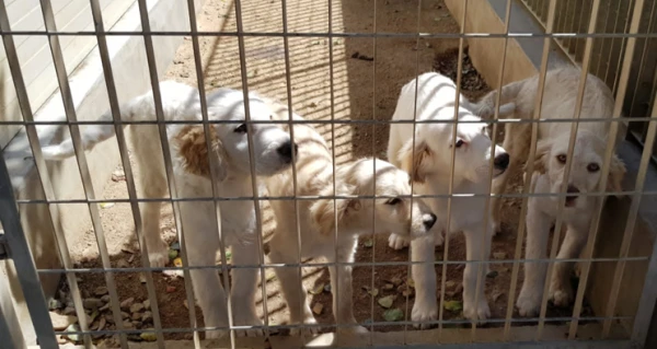 Förderung Tierheim auf Sardinien