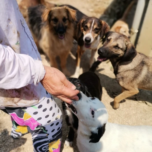 Continued monthly support for the animal shelter in 2024