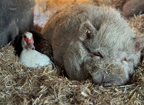 Continuation of the ‘Let the Animals Live’ project in 2024