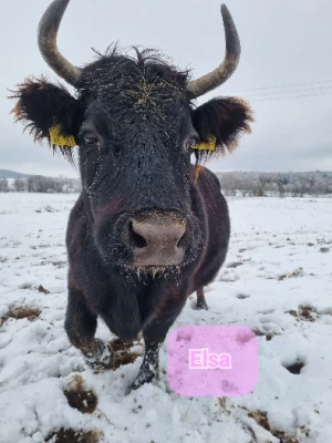 Continuation of the Elsa Animal Sanctuary project in 2024