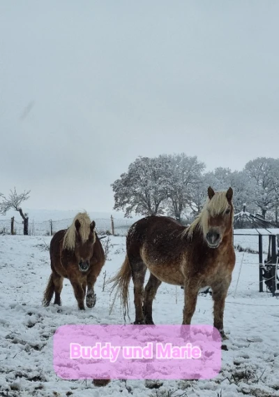 Continuation of the Elsa Animal Sanctuary Project in 2025 Continuation of the Elsa Animal Sanctuary project in 2025