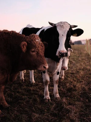 Continuation of the ‘Let the Animals Live’ sanctuary project in 2026 Continuation of the ‘Let the Animals Live’ sanctuary project in 2026
