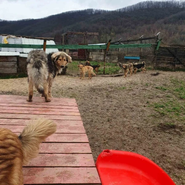 Continuation of the project with the animal shelter in 2025 Continuation of the project with the animal shelter in 2025
