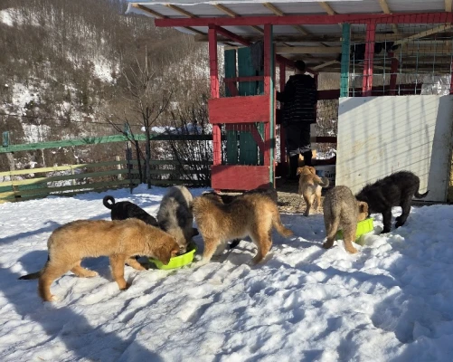 Continuation of the Animal Shelter Project in 2026 Continuation of the Animal Shelter Project in 2026