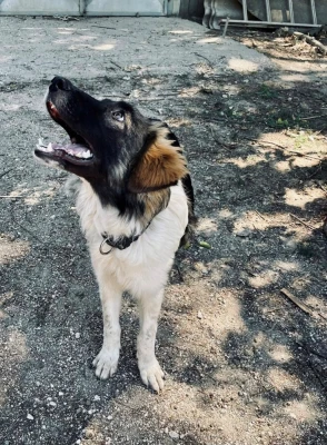 Continuation of the Corfu Animal Welfare Project – 2024