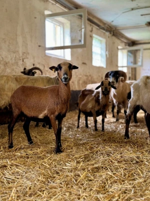 Continuation of the ‘Let the Animals Live’ sanctuary project in 2025 Continuation of the ‘Let the Animals Live’ sanctuary project in 2025