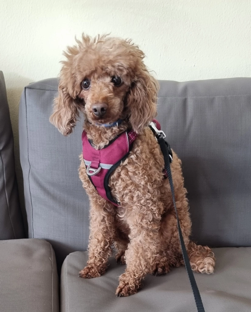Hund findet neues Zuhause durch BESTBUDDIES Hund findet neues Zuhause durch BESTBUDDIES